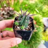 Euphorbia Ferox Live Plant - Spiky Cactus Succulent in 2" or 4" Pot - Image 1
