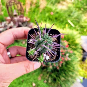 Euphorbia Ferox Live Plant - Spiky Cactus Succulent in 2