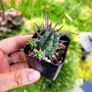 Euphorbia Ferox Live Plant - Spiky Cactus Succulent in 2