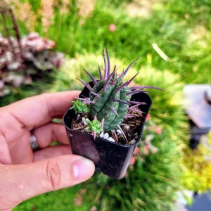 Euphorbia Ferox Live Plant - Spiky Cactus Succulent in 2
