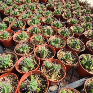 Euphorbia Ferox Pincushion Cactus Live Plant - Drought Tolerant Succulent (2