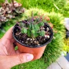 Euphorbia Ferox Pincushion Cactus Live Plant - Drought Tolerant Succulent (2" or 4" Pot) - Image 1
