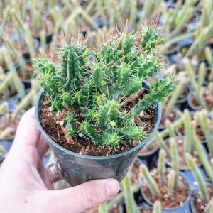 Euphorbia Mammillaris 'Monstrose' Cactus Live Plant - 2