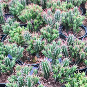 Euphorbia Mammillaris 'Monstrose' Cactus Live Plant - 2