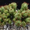 Euphorbia Mammillaris 'Monstrose' Cactus Live Plant - 2" or 4" Pot - Image 1