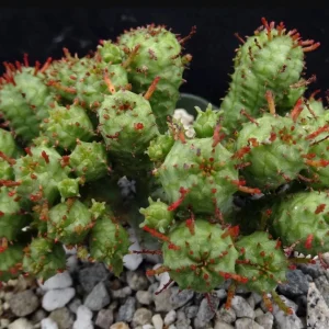 Euphorbia Mammillaris 'Monstrose' Cactus Live Plant - 2