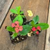 Euphorbia Milii Live Plant Set - 2 inch Pot - Red, Yellow, Pink Blooms - Image 1