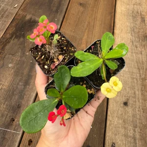 Euphorbia Milii Live Plant Set - 2 inch Pot - Red, Yellow, Pink Blooms - Image 3