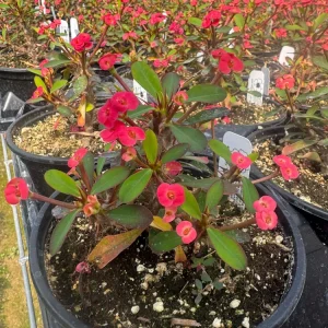 Euphorbia Milii Live Plant Set - 2 inch Pot - Red, Yellow, Pink Blooms - Image 4