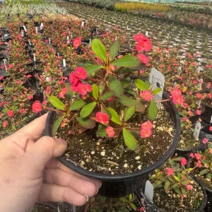 Euphorbia Milii Live Plant Set - 2 inch Pot - Red, Yellow, Pink Blooms - Image 5