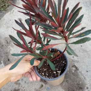 Euphorbia Miners Merlot Live Plant – 6 inch Pot – Indoor/Outdoor Succulent - Image 2
