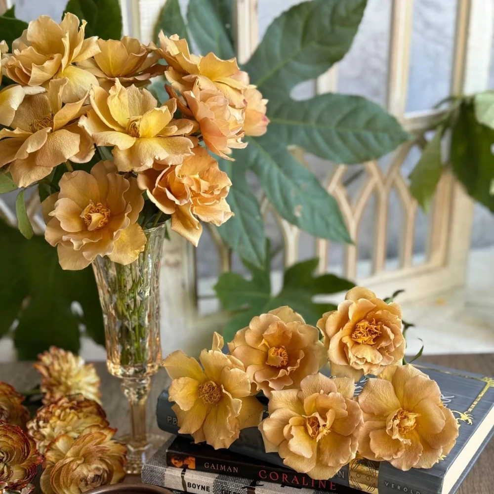 Eventail d'Or Rose Live Plant - Unique Tea/Coffee Color, 8 cm Blooms - Image 2
