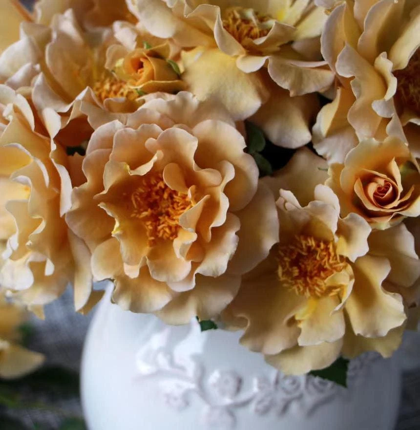 Eventail d'Or Rose Live Plant - Unique Tea/Coffee Color, 8 cm Blooms - Image 3
