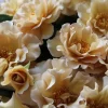 Eventail d'Or Rose Live Plant - Unique Tea/Coffee Color, 8 cm Blooms - Image 1