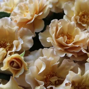 Eventail d'Or Rose Live Plant - Unique Tea/Coffee Color, 8 cm Blooms - Image 1