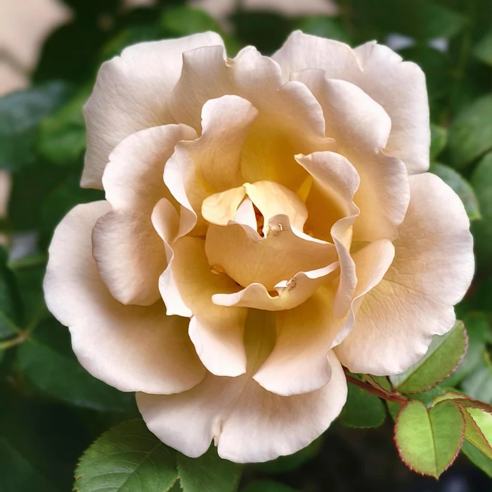 Eventail d'Or Rose Live Plant - Unique Tea/Coffee Color, 8 cm Blooms - Image 4