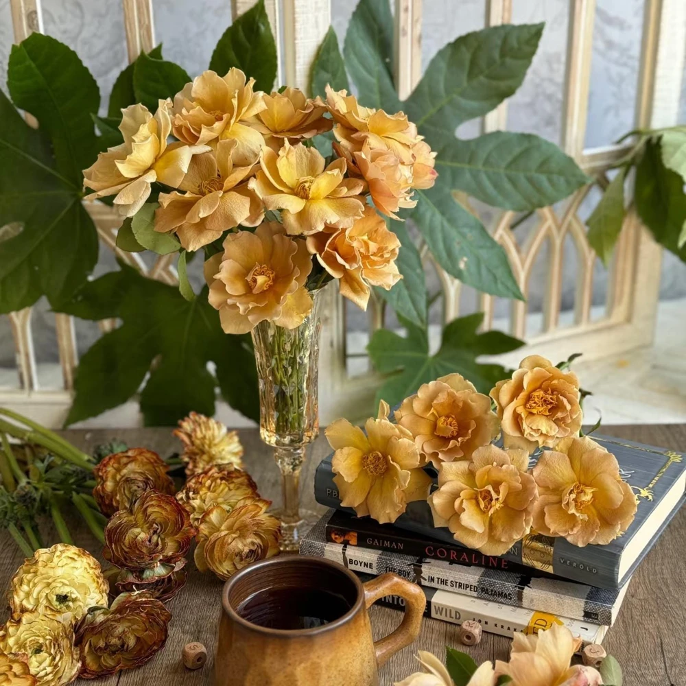 Eventail d'Or Rose Live Plant - Unique Tea/Coffee Color, 8 cm Blooms - Image 5