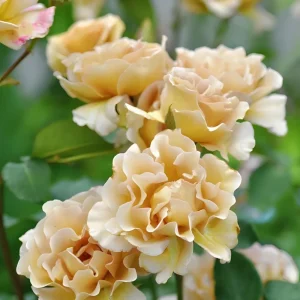 Eventail d'Or Rose Live Plant - Unique Tea/Coffee Color, 8 cm Blooms - Image 6
