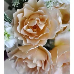 Eventail d'Or Rose Live Plant - Unique Tea/Coffee Color, 8 cm Blooms - Image 7