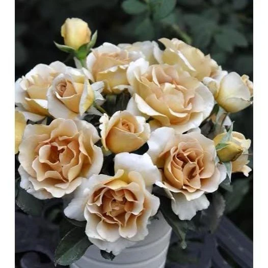 Eventail d'Or Rose Live Plant - Unique Tea/Coffee Color, 8 cm Blooms - Image 8
