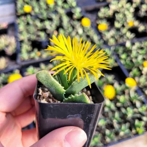 Faucaria felina 'Tiger Jaw' Succulent Live Plant – 2 Inch Potted – Indoor/Outdoor - Image 10
