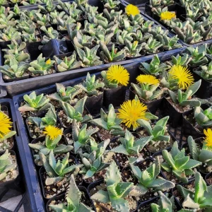Faucaria felina 'Tiger Jaw' Succulent Live Plant – 2 Inch Potted – Indoor/Outdoor - Image 11