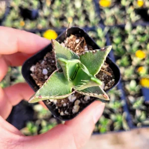 Faucaria felina 'Tiger Jaw' Succulent Live Plant – 2 Inch Potted – Indoor/Outdoor - Image 7