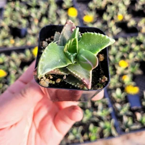 Faucaria felina 'Tiger Jaw' Succulent Live Plant – 2 Inch Potted – Indoor/Outdoor - Image 8