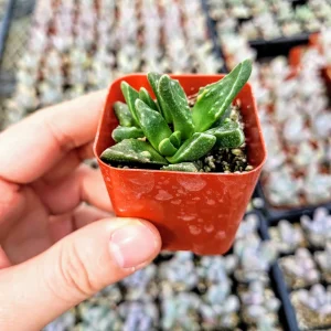 Faucaria felina 'Tiger Jaw' Succulent Live Plant – 2 Inch Potted – Indoor/Outdoor - Image 9