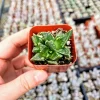 Faucaria felina 'Tiger Jaw' Succulent Live Plant – 2 Inch Potted – Indoor/Outdoor - Image 1