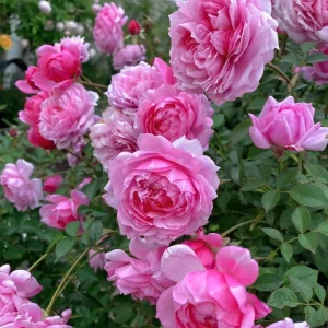 Fée Clochette Rose Live Plant - Fragrant Pink Double Petal Garden Rose - USDA Zones 6-9 - Image 2