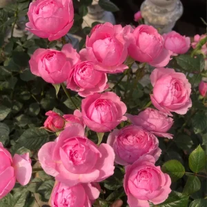 Fée Clochette Rose Live Plant - Fragrant Pink Double Petal Garden Rose - USDA Zones 6-9 - Image 3