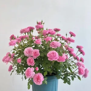 Fée Clochette Rose Live Plant - Fragrant Pink Double Petal Garden Rose - USDA Zones 6-9 - Image 4