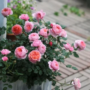 Fée Clochette Rose Live Plant - Fragrant Pink Double Petal Garden Rose - USDA Zones 6-9 - Image 5