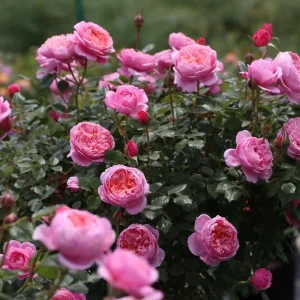 Fée Clochette Rose Live Plant - Fragrant Pink Double Petal Garden Rose - USDA Zones 6-9 - Image 6
