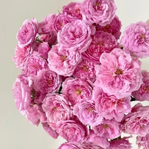 Fée Clochette Rose Live Plant - Fragrant Pink Double Petal Garden Rose - USDA Zones 6-9 - Image 7