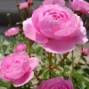 Fée Clochette Rose Live Plant - Fragrant Pink Double Petal Garden Rose - USDA Zones 6-9 - Image 1