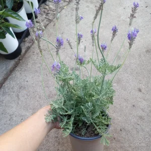 Fern Leaf Lavender Live Plant, 6 inch Pot - Fragrant Herb - Image 1