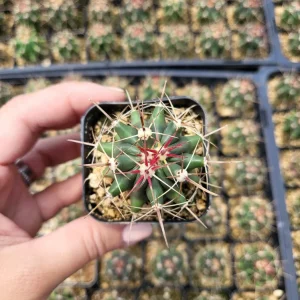 Ferocactus Hamatacanthus Cactus - 2 Inch Live Succulent Plant - Image 1