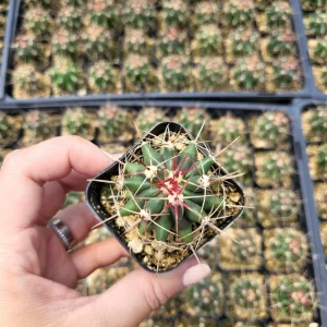 Ferocactus Hamatacanthus Cactus - 2 Inch Live Succulent Plant - Image 2