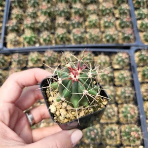 Ferocactus Hamatacanthus Cactus - 2 Inch Live Succulent Plant - Image 3