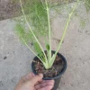 Florence Fennel Live Plant – 6 inch Pot – Culinary Herb – Outdoor Vegetable - Image 1