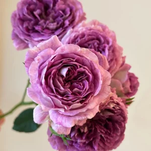 Floribunda Rose Live Plant - Purple Blooms, Fragrant, 33 inch Tall - Image 2