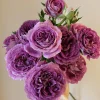 Floribunda Rose Live Plant - Purple Blooms, Fragrant, 33 inch Tall - Image 1