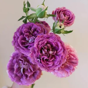 Floribunda Rose Live Plant - Purple Blooms, Fragrant, 33 inch Tall - Image 3
