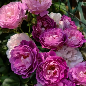 Floribunda Rose Live Plant - Purple Blooms, Fragrant, 33 inch Tall - Image 4