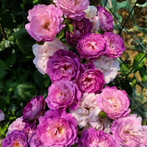 Floribunda Rose Live Plant - Purple Blooms, Fragrant, 33 inch Tall - Image 5