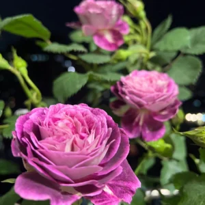 Floribunda Rose Live Plant - Purple Blooms, Fragrant, 33 inch Tall - Image 6