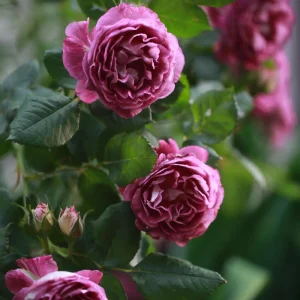 Floribunda Rose Live Plant - Purple Blooms, Fragrant, 33 inch Tall - Image 7