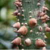 Floss Silk Tree Live Plant – Ceiba Speciosa – 1 Gallon Pot – Outdoor Flowering Tree - Image 1